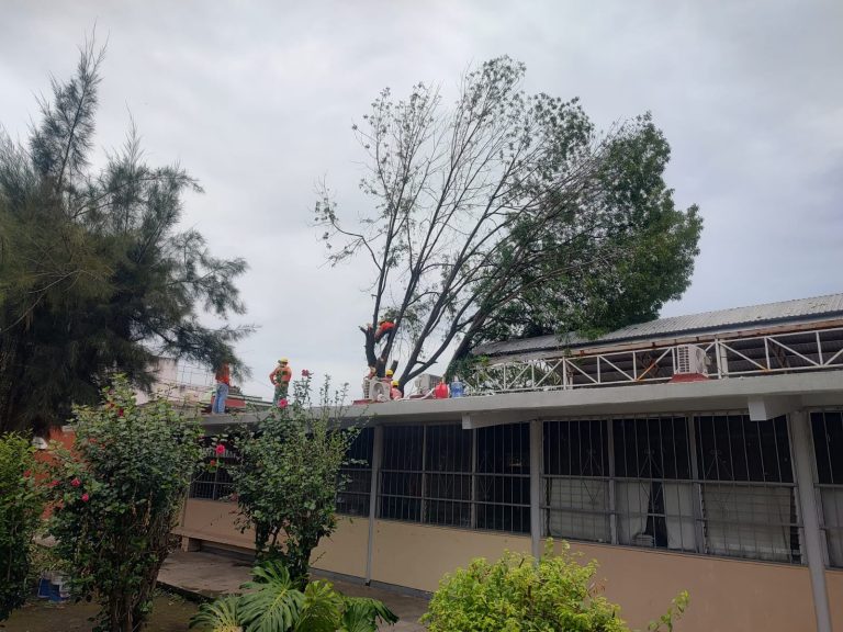 CAYÓ ÁRBOL SOBRE AULA DE ESCUELA DE LA CHAPULE