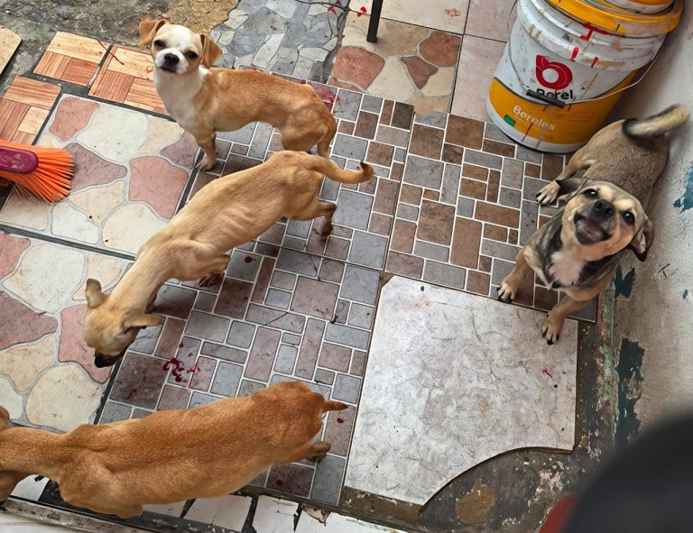 RESCATAN A CUATRO LOMITOS POR MALTRATO ANIMAL