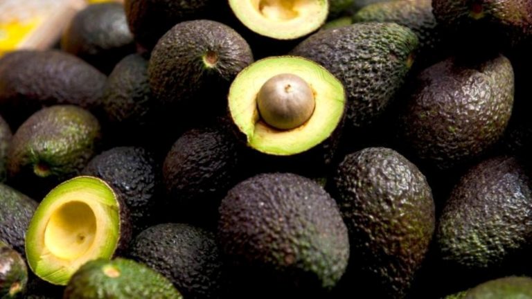 PREOCUPADOS LOS AGUACATEROS DE NAYARIT